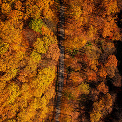 Nice autumnal scene in the forest