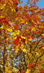 Rowan or mountain ash with bright red berries and yellow leaves