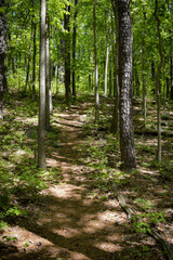 Obraz premium Path through the forest among trees and green undergrowth