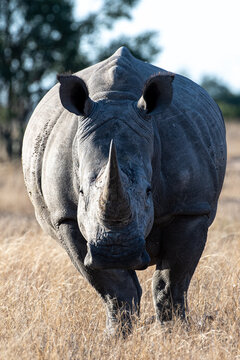 A white rhino, Ceratotherium simum, stands in a clearing, direct gaze