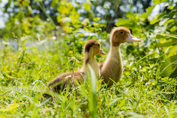 Little young ducklings are walking on green grass.
