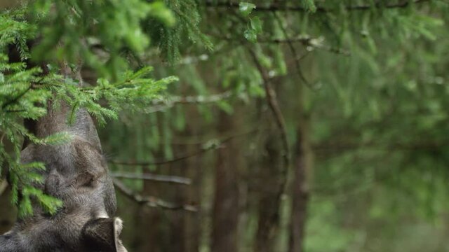 moose in Swedish forest in summer