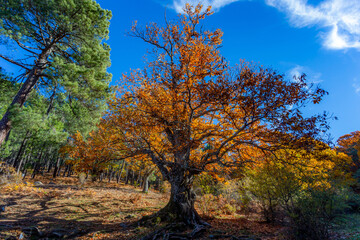 Forest with autumn colors