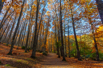 Forest with autumn colors