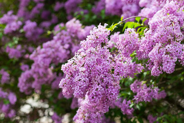 Bright blooms of spring lilacs bush. Spring blue lilac flowers close-up on blurred background. Bouquet of purple flowers