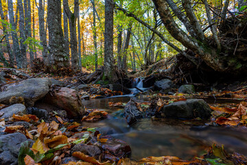 River moving in a golden forest in the fall