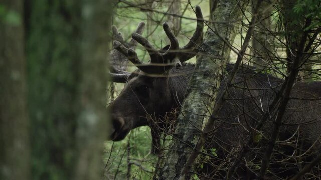 moose in Swedish forest in summer