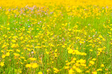 Nature background seamless horizontally. Beautiful meadow full of wild, yellow flowers. Summer background.