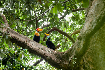 Beautiful Sulawesi hornbills, Tangkoko National Park, Indonesia