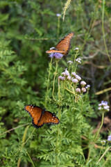 Beautiful Queen butterflies in the Big Bend National Park