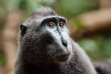 Close-up portrait of Crested black macaque with funny facial expression, Tangkoko National Park, Indonesia