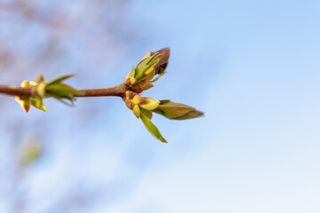 The first leaves on a branch in the forest.