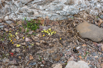 A bunch of Mexican Yellow butterflies at a stream in Big Bend NP