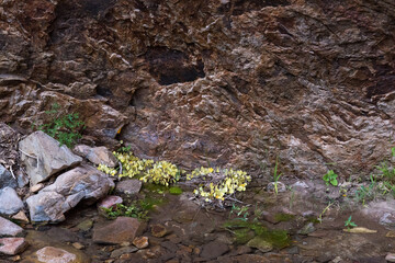 A bunch of Mexican Yellow butterflies at a stream in Big Bend NP