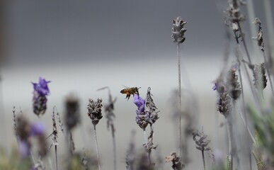 abeja polinizando lavanda 
