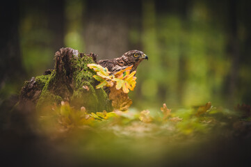 Adult of Northern Goshawk (Accipiter gentilis) sitting on ground in autumn forest. Forest background.