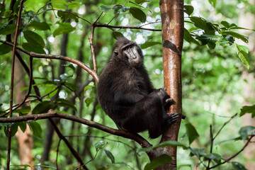 Obraz na płótnie Canvas Celebes crested macaque sits on the tree branch above the ground, Tangkoko National Park, Indonesia