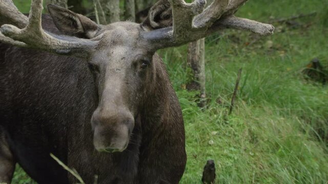 moose in Swedish forest in summer
