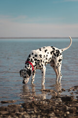 Dalmatian drinking out of lake