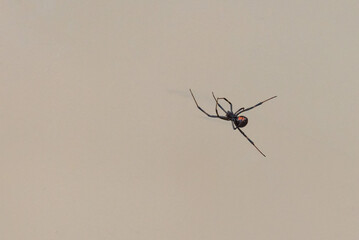A poisonous Black Widow spider in the Big Bend Naitonal Park