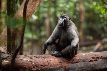 Crested black macaque sitting in zen meditation pose on the dead tree trunk in Tangkoko National Park, Indonesia