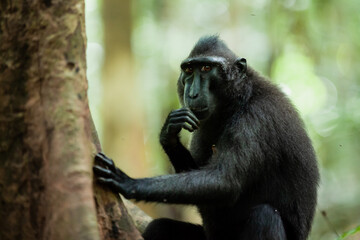 Naklejka premium Curiously looking Celebes crested macaque, Tangkoko National Park, Indonesia