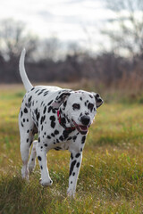 Dalmatian walking towards owner with smile on face