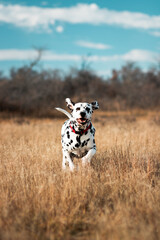 Dog running towards camera in prairie fields.