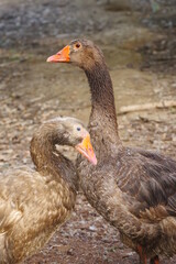The male and female geese are in mating season