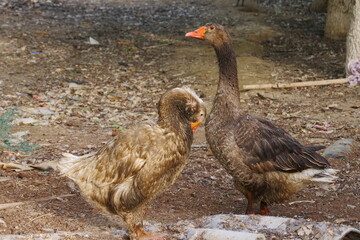 The male and female geese are in mating season