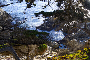 Lone Cypress Cove