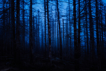 Magische blaue Stunde im totwald Harz