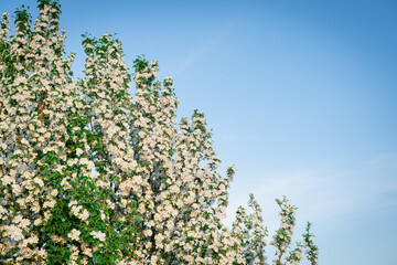 Branch in blossoming apple-tree flowers in spring.
