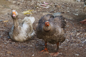 Farm poultry and geese are aggressive