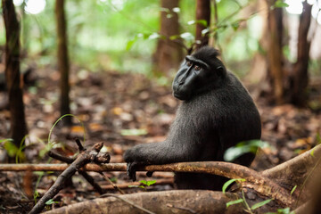 A fuzzy Sulawesi crested macaque sitting in the foliage, Tangkoko National Park, Indonesia