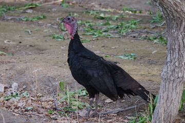 Farm poultry and Turkey farming