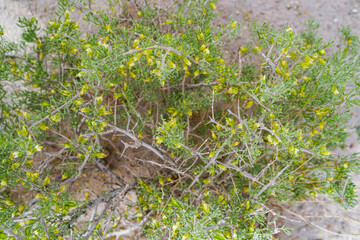Wild plant ephedra Gobi life