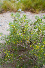 Wild plant ephedra Gobi life