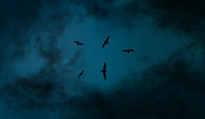 On the eve of storm. Vector illustration background of seagulls flying in the dark blue thunder sky. Stormy weather with black realistic clouds.