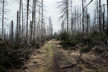 Landschaft im Harz mit Todholz