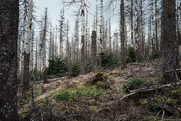 Baumsterben im Harz eine Katastrophe