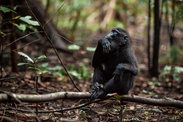 Obraz premium Crested black macaque sitting on the tree branch with a deep in thoughts look, Tangkoko National Park, Indonesia