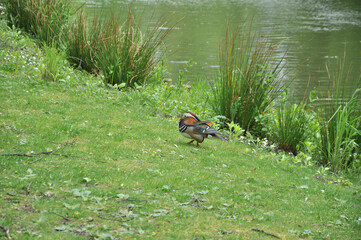 duck in the grass
