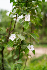 Shrub plant Rosaceae white flowers
