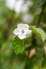 Obraz na płótnie Canvas Shrub plant Rosaceae white flowers