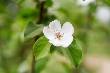 Obraz na płótnie Canvas Shrub plant Rosaceae white flowers