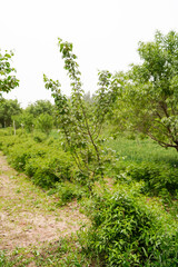 Fototapeta premium Shrub plant Rosaceae white flowers