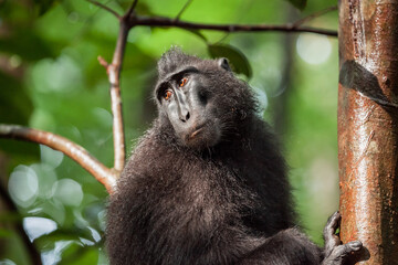 A portrait of the most famous resident in Tangkoko National Park is the crested black macaque