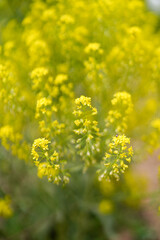 Yellow rape flowering outdoor beautiful plants