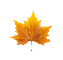 Sycamore Autumn Leaf Isolated